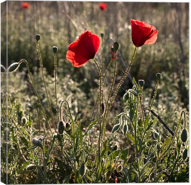 Morning light Canvas Print by James Mc Quarrie