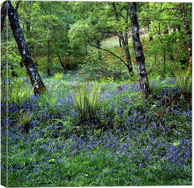 Bluebell Wood Canvas Print by James Mc Quarrie