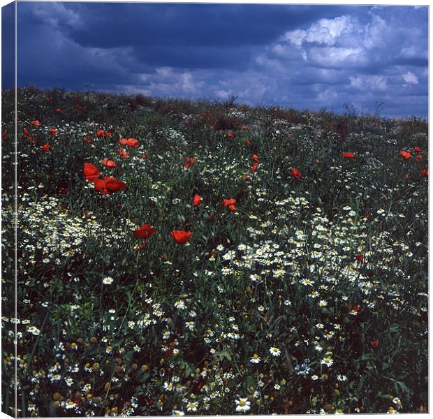Flowers in the Field Canvas Print by James Mc Quarrie