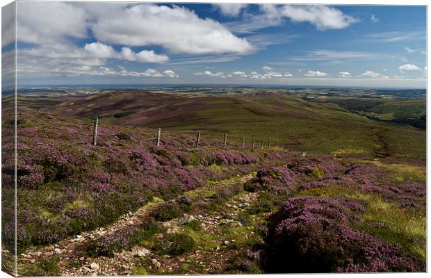  Heather in the Cheviots Canvas Print by Steve Wilson
