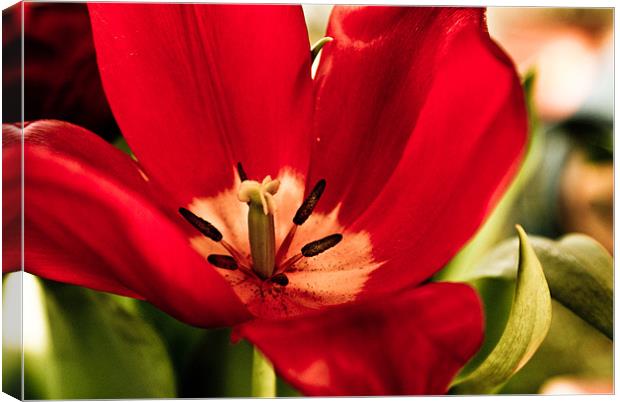 The Tulip Canvas Print by Luis Lajas