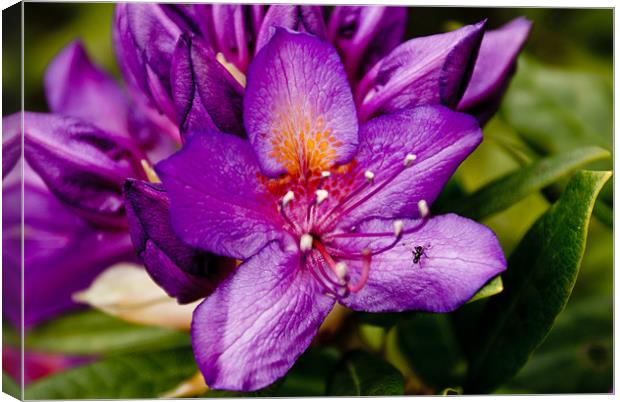 Fly to a Flower Canvas Print by Luis Lajas