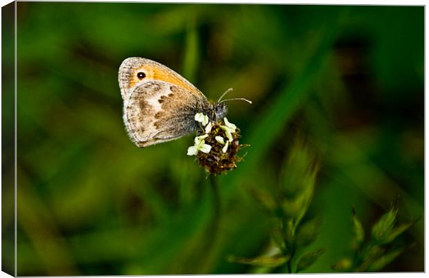 Butterfly Canvas Print by Luis Lajas