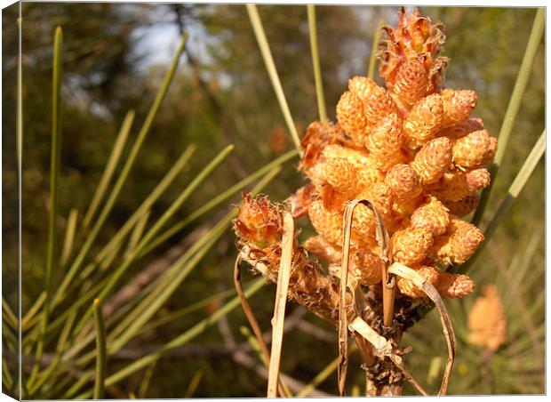 Pine tree detail Canvas Print by Flavia Ferreira