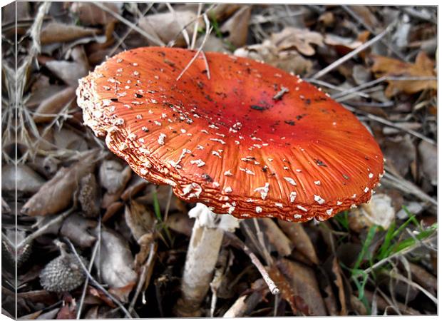 Mushroom Canvas Print by Flavia Ferreira