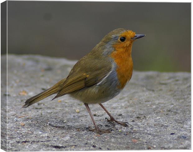 Robin  (Erithacus rubecula) Canvas Print by gary barrett