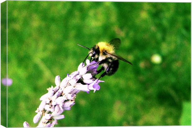 Lavender Bee Canvas Print by George Thurgood Howland