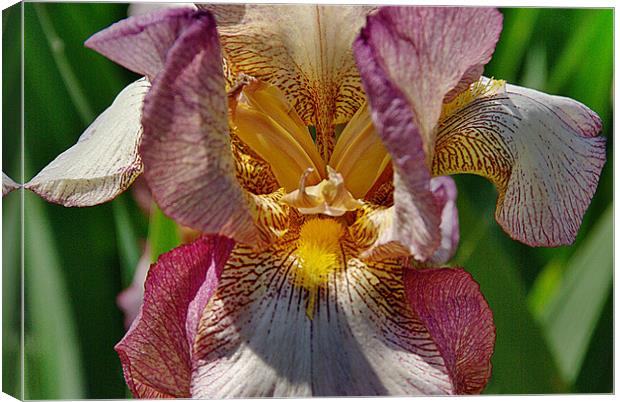 Bearded Iris Canvas Print by Kleve 