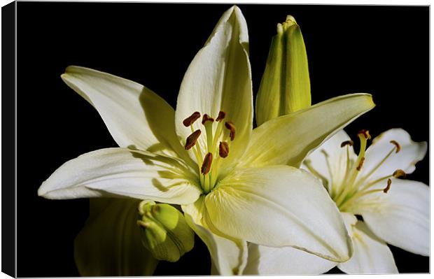 White Lilies on Black Canvas Print by Jacqi Elmslie