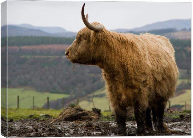 Highland cow in the Scottish hills Canvas Print by Jacqi Elmslie