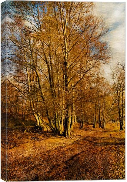 Autumn Woodland Canvas Print by Jacqi Elmslie