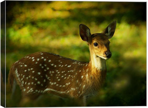 Indian Spotted Deer Canvas Print by Jacqi Elmslie
