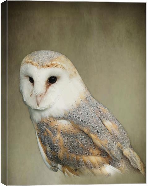 Barn Owl Canvas Print by Jacqi Elmslie