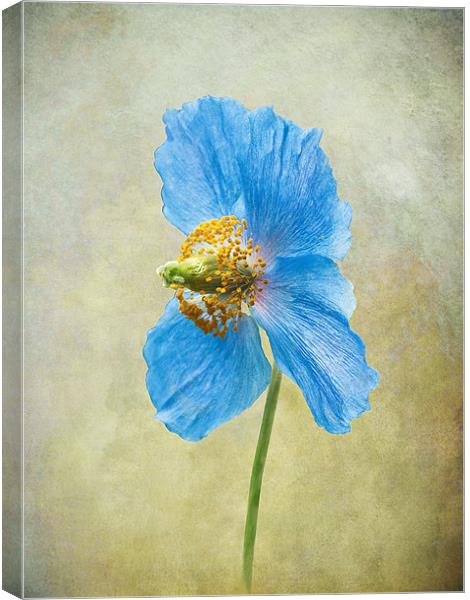 Blue Poppy Canvas Print by Jacqi Elmslie