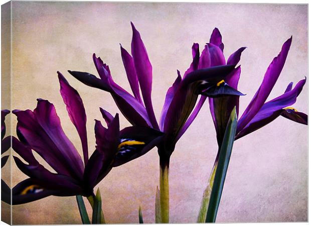 Iris Reticulata Flowers Canvas Print by Jacqi Elmslie
