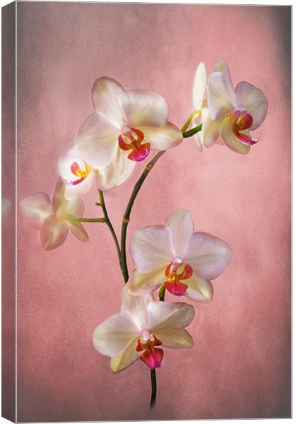 Orchid Spray Canvas Print by Jacqi Elmslie