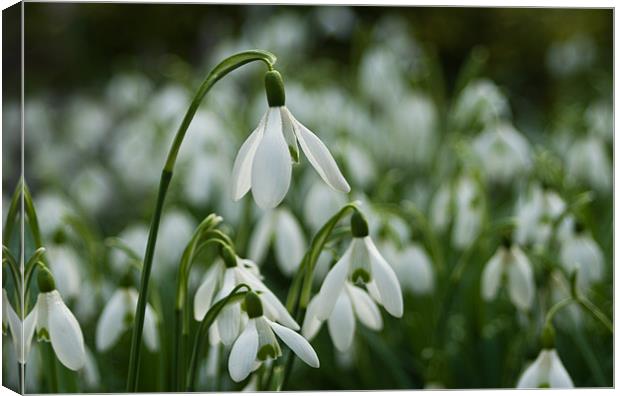 A Drift of Snowdrops Canvas Print by Jacqi Elmslie