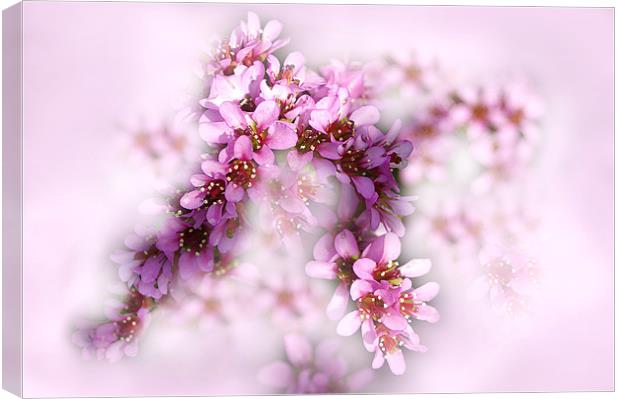 Baby Pink Flowers Canvas Print by Jacqi Elmslie