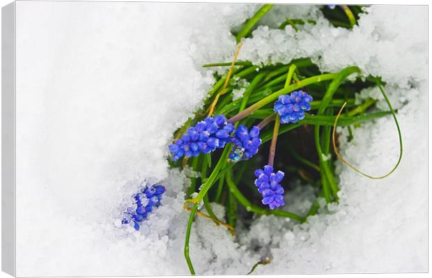 Blue Muscari Flowers in Snow Canvas Print by Jacqi Elmslie