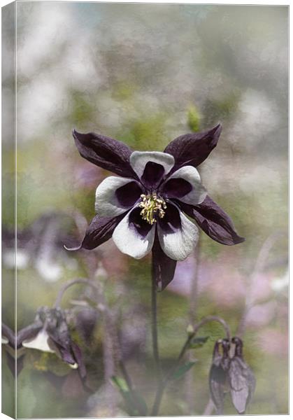 Sweet Columbine Canvas Print by Jacqi Elmslie