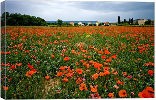Poppy Field In Provence Canvas Print by Jacqi Elmslie