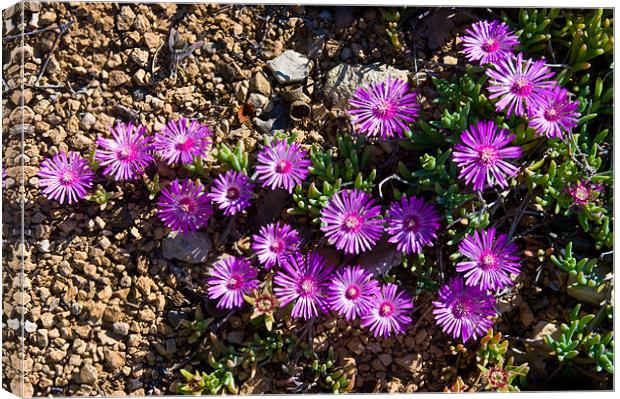 Purple Ice Daisies Canvas Print by Jacqi Elmslie