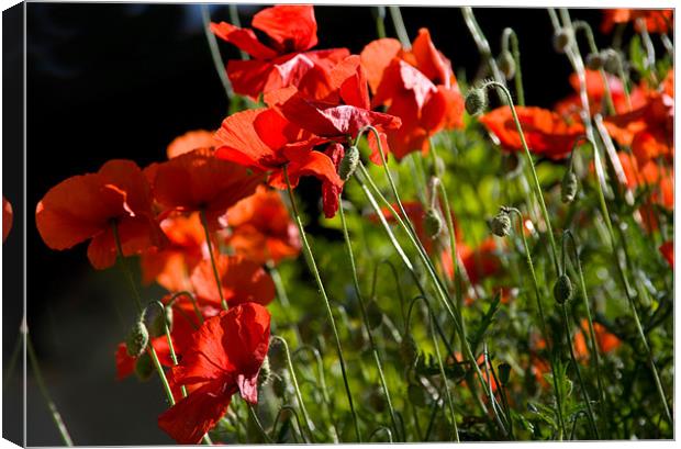 Backlit Poppies Canvas Print by Jacqi Elmslie