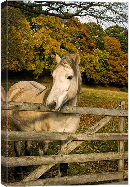 White Horse by a Gate Canvas Print by Jacqi Elmslie