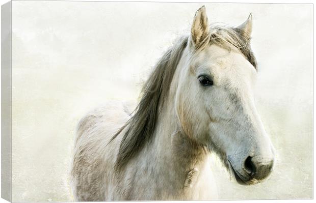 White Horse Canvas Print by Jacqi Elmslie