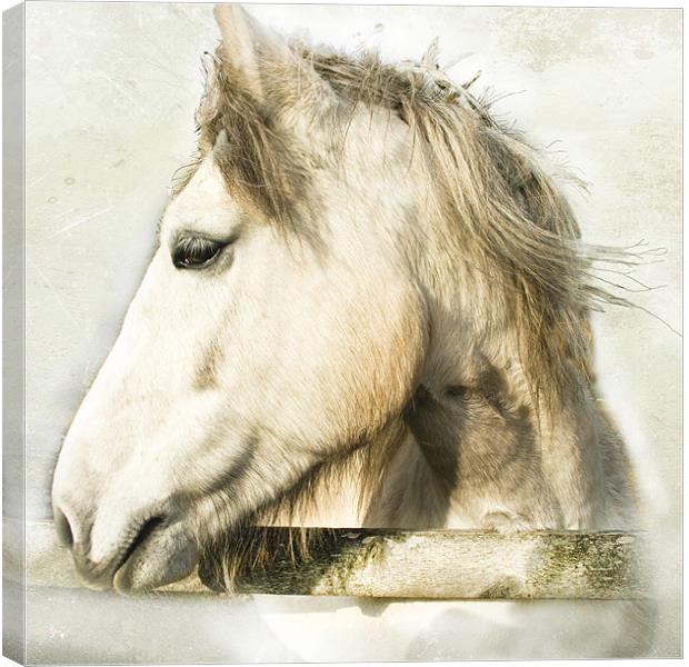 White Horse Looking Sideways Canvas Print by Jacqi Elmslie