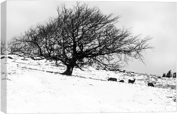 Tree in Snow with Deer Canvas Print by Jacqi Elmslie