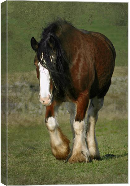 Beautiful Shire Horse Canvas Print by Jacqi Elmslie