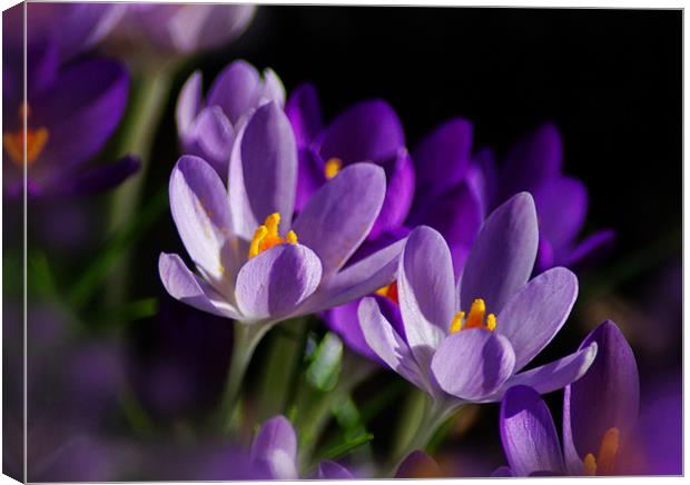 Spring Crocus Canvas Print by Jacqi Elmslie