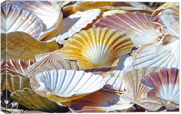 Seashells Canvas Print by Jacqi Elmslie