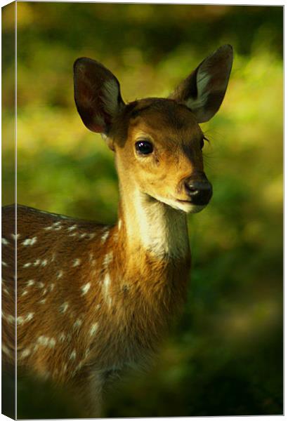 Little Bambi Deer Canvas Print by Jacqi Elmslie