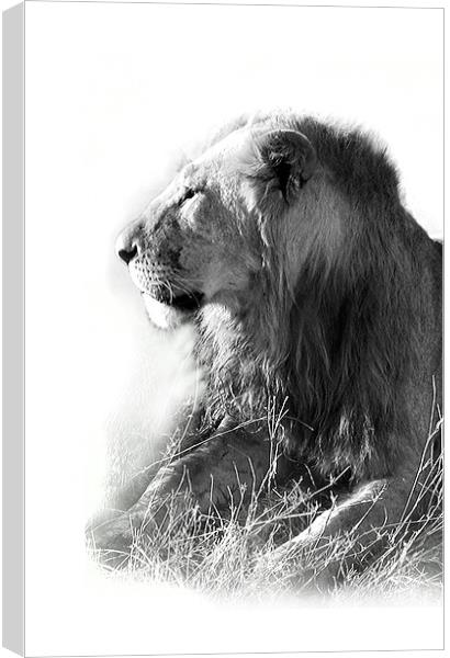 Lion in the Sun Canvas Print by Jacqi Elmslie