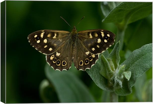 Speckled Wood Butterfly Canvas Print by Jacqi Elmslie