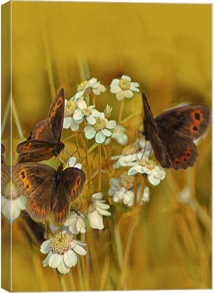 Scotch Argus Butterflies Canvas Print by Jacqi Elmslie
