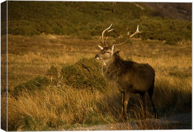 Monarch of the Glen Canvas Print by Jacqi Elmslie