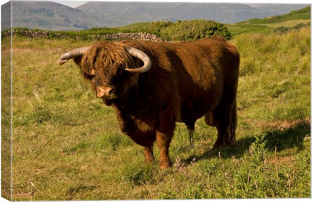 Highland Cow Scotland Canvas Print by Jacqi Elmslie