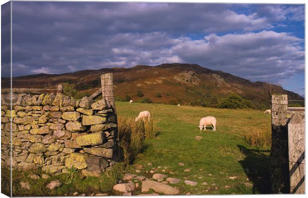 Grazing Lake District Sheep  Canvas Print by Jacqi Elmslie