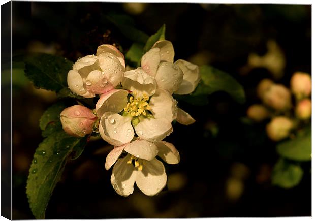  Apple Blossom Canvas Print by Jacqi Elmslie