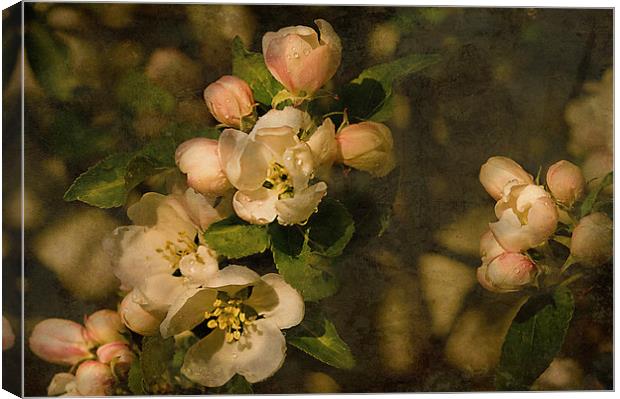 Old fashioned Apple Blossom  Canvas Print by Jacqi Elmslie