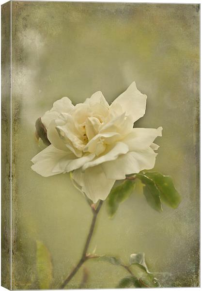 Vintage White Climbing Rose  Canvas Print by Jacqi Elmslie