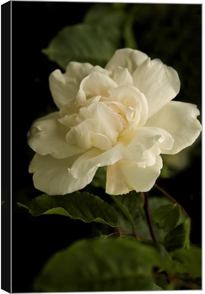 Just One White Rose  Canvas Print by Jacqi Elmslie