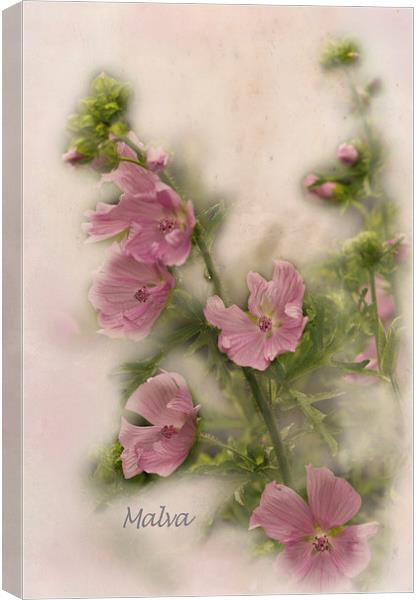  Pink Malva Canvas Print by Jacqi Elmslie