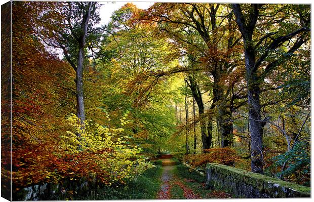 Colours of Autumn  Canvas Print by Jacqi Elmslie