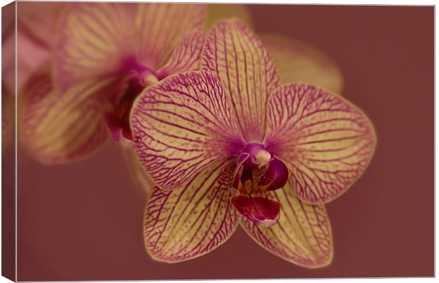 Butterfly Orchid Canvas Print by Jacqi Elmslie