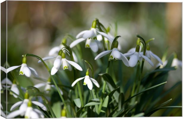 Spring Snowdrops Canvas Print by Jacqi Elmslie