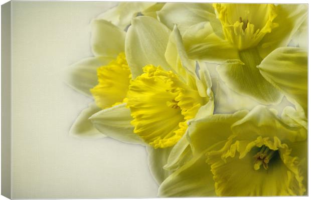 Spring Daffodils Canvas Print by Jacqi Elmslie